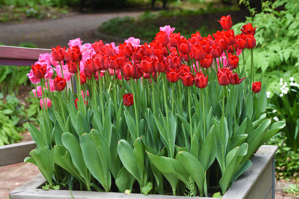 Весна в Ботаническом... Май. - Наташа *****