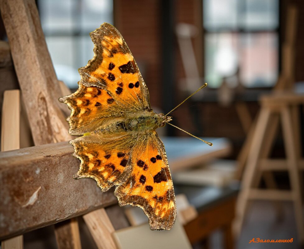 О последних бабочках лета... - Андрей Заломленков