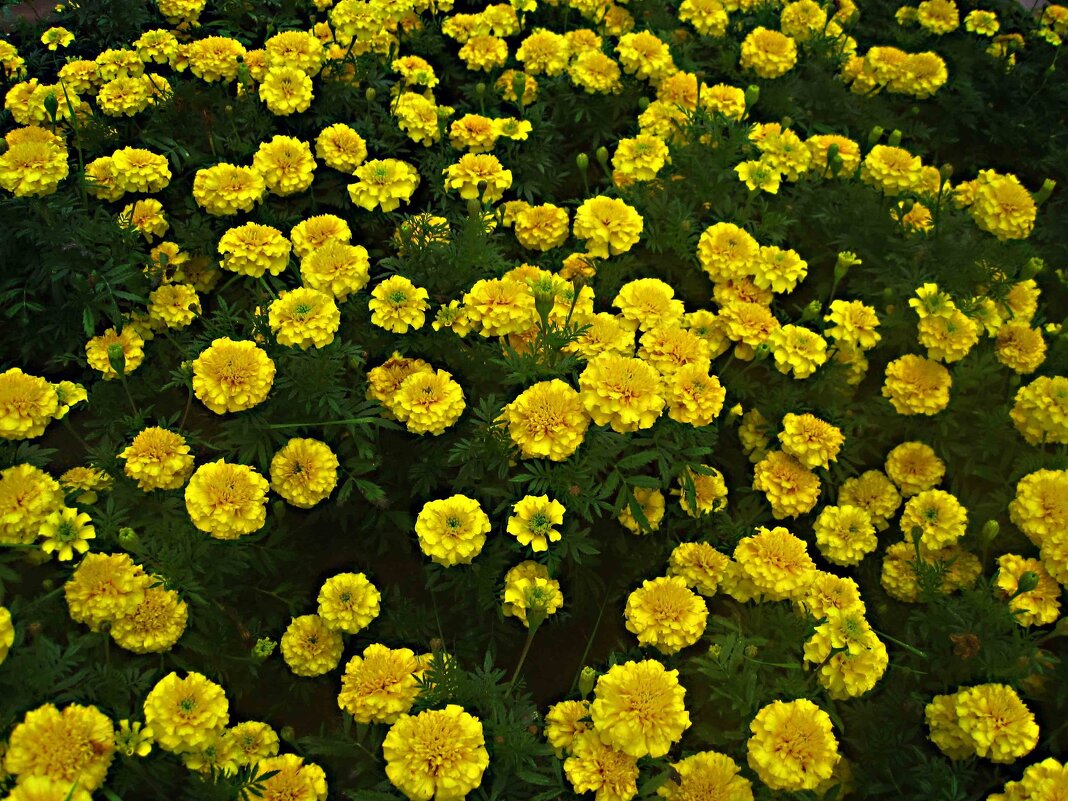 Ковер из цветов - Елена Семигина