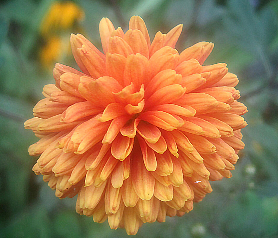 Георгин - Елена Семигина