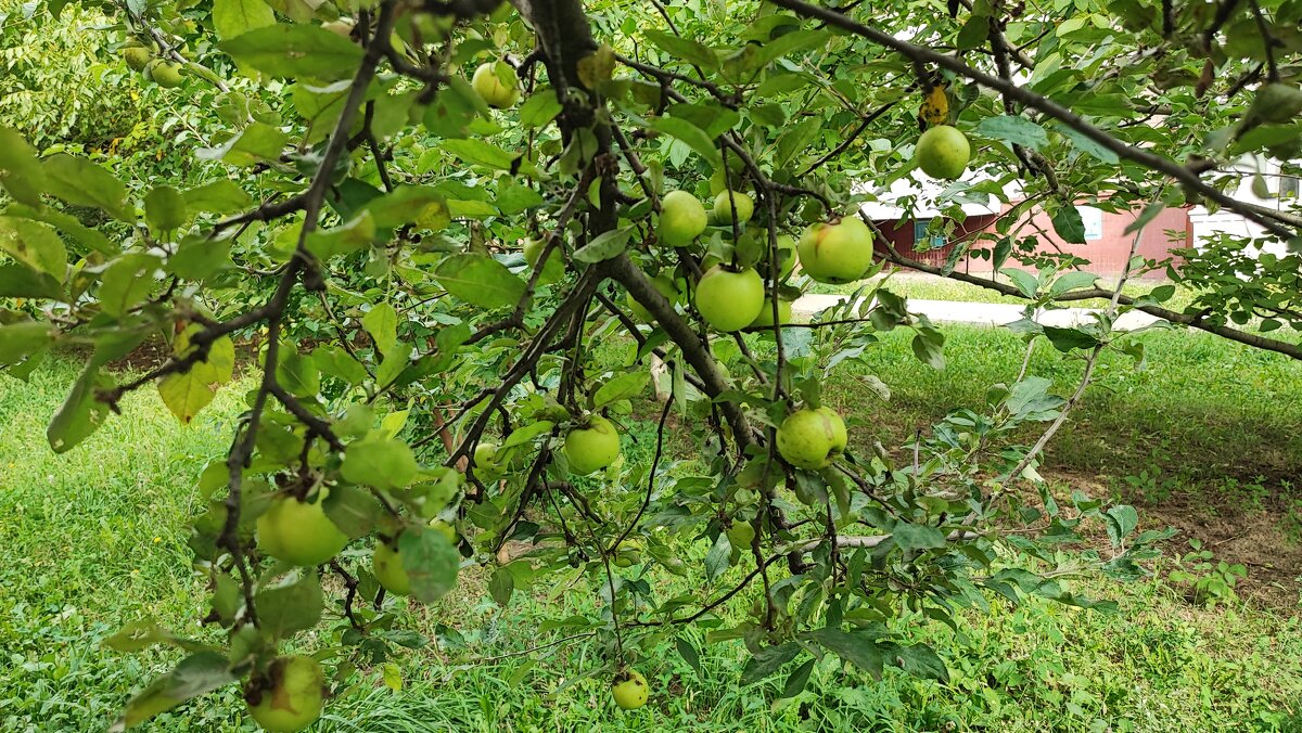 ,,, - Сергей Тимоновский