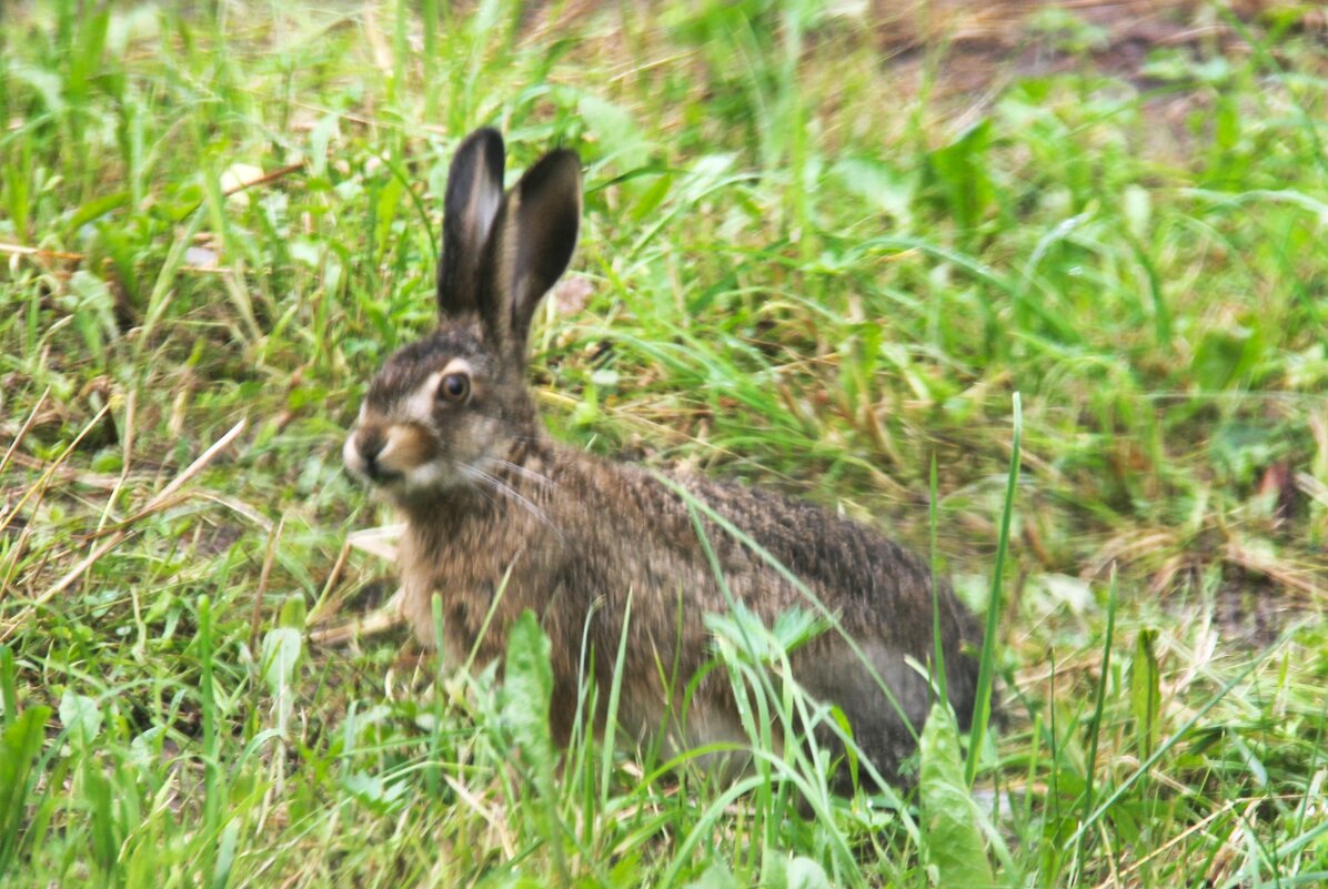 ПУШИСТЫЙ СЕРЫЙ ЗАЯЦ В ОГОРОДЕ - Валентина 