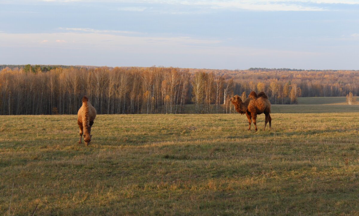 осень... - Сергей 