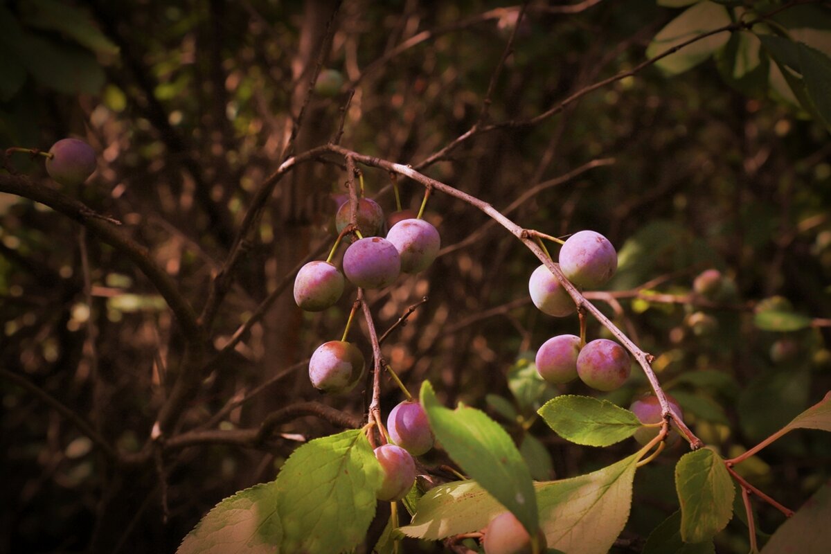 слива - Владимир иванов