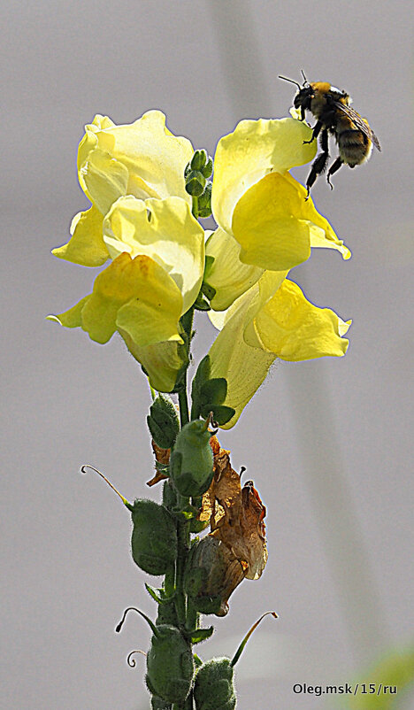 они на радость нам даны - Олег Лукьянов