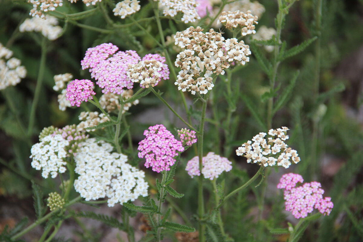 Август. - Венера Чуйкова