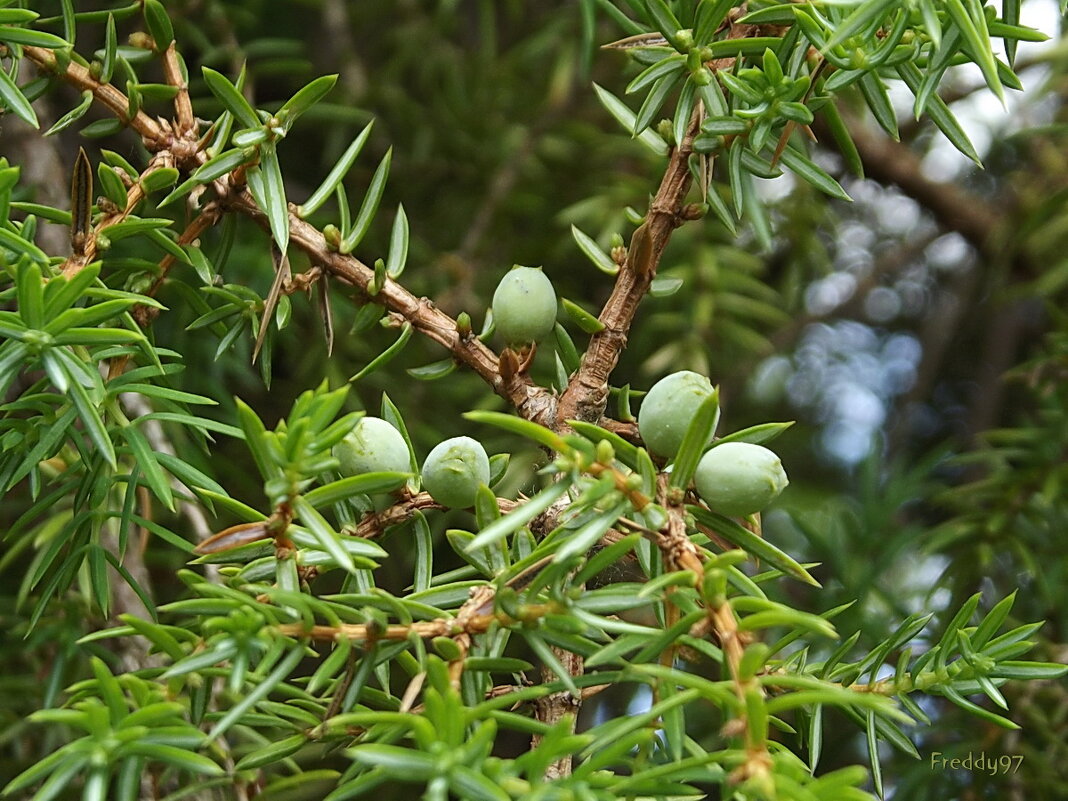 Можжевельник - Freddy 97