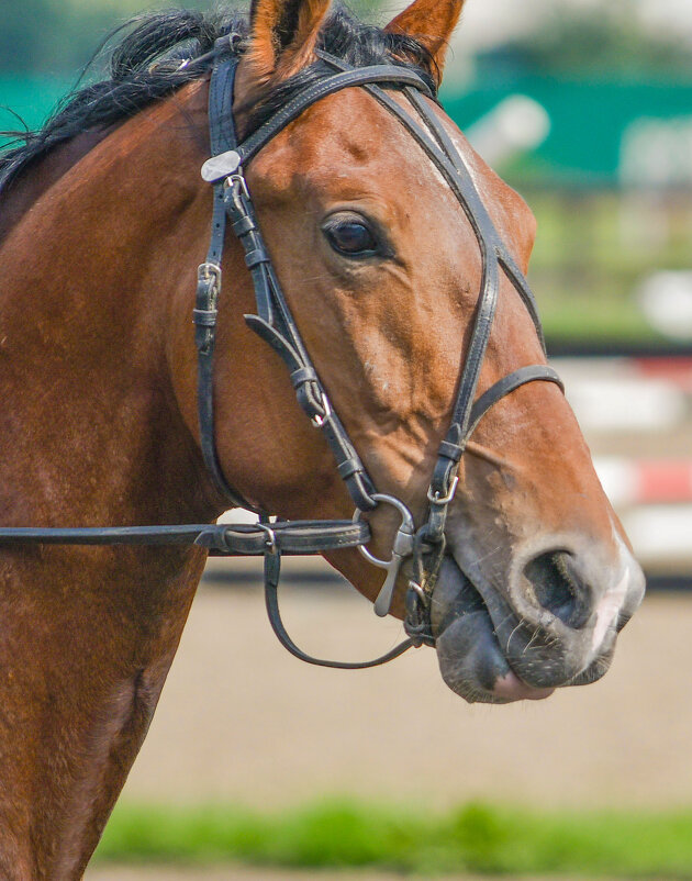 В профиль. - юрий Амосов В профиль. - юрий Амосов