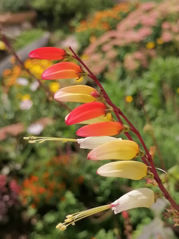 Мином цветы - Зоя Мишина Мином цветы - Зоя Мишина