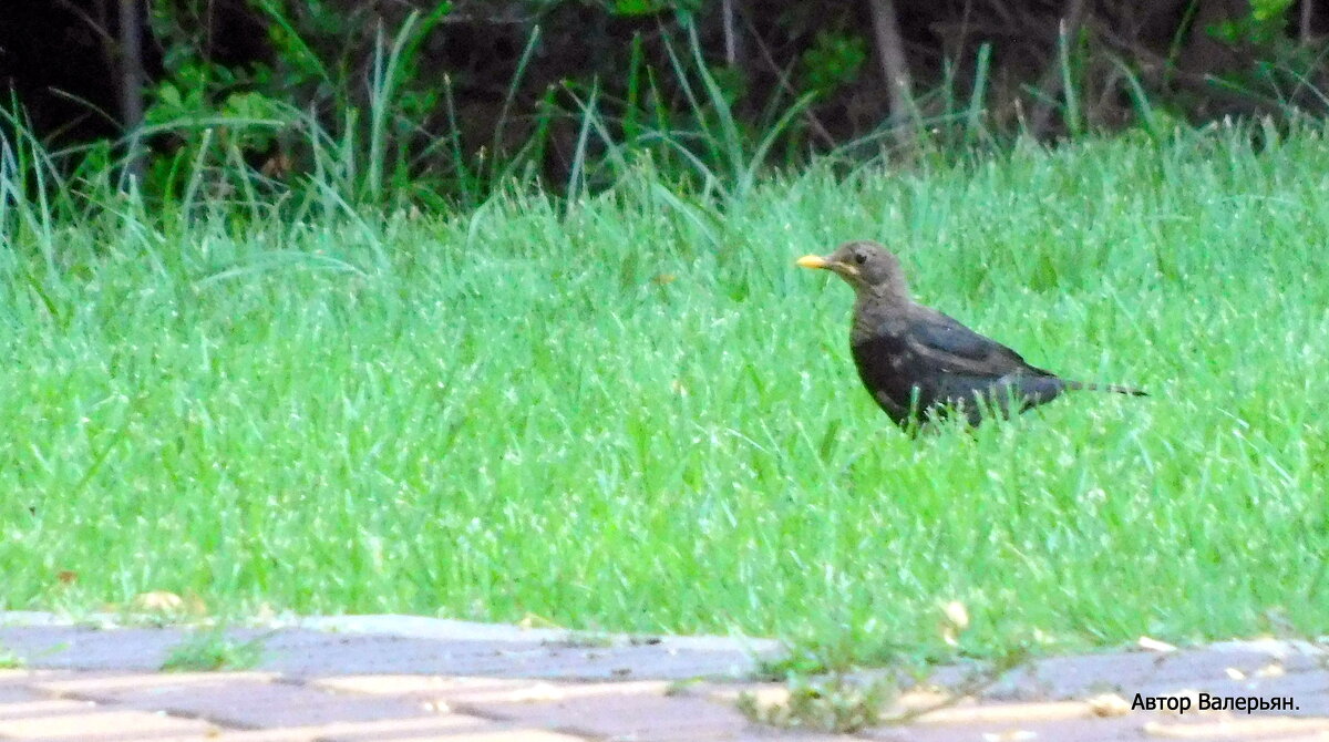 скворец пасётся, - Валерьян 