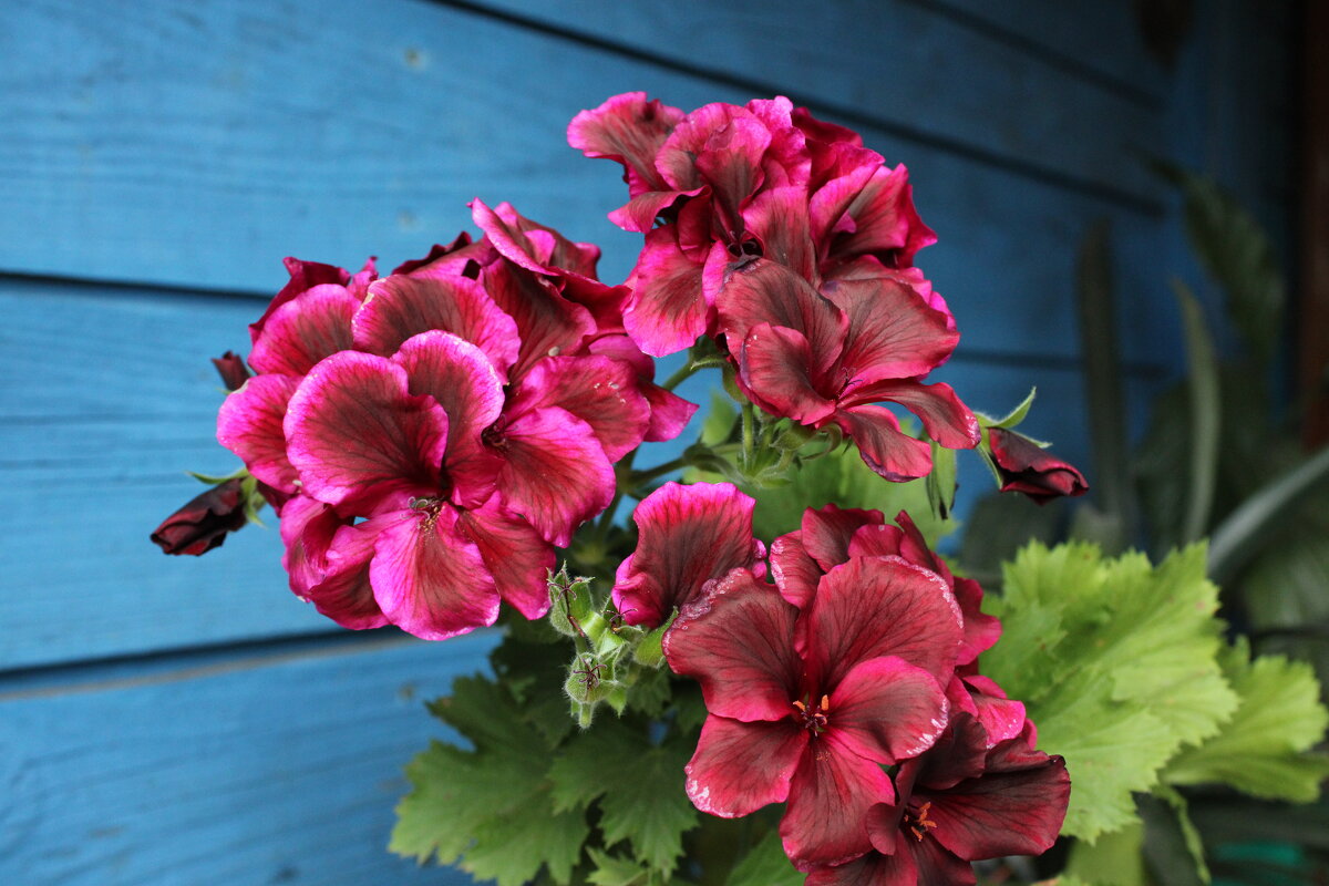 *** - Ирина Лесиканич