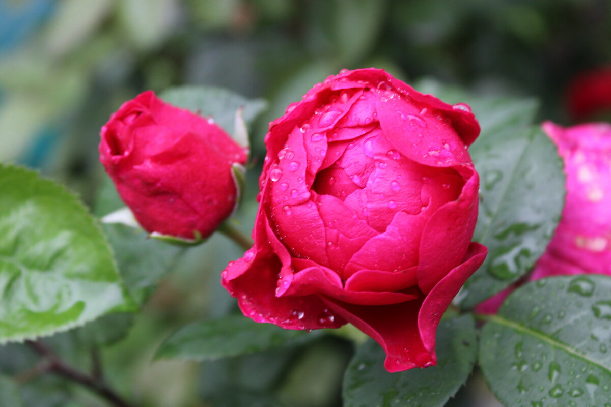 Роза - Ирина Лесиканич