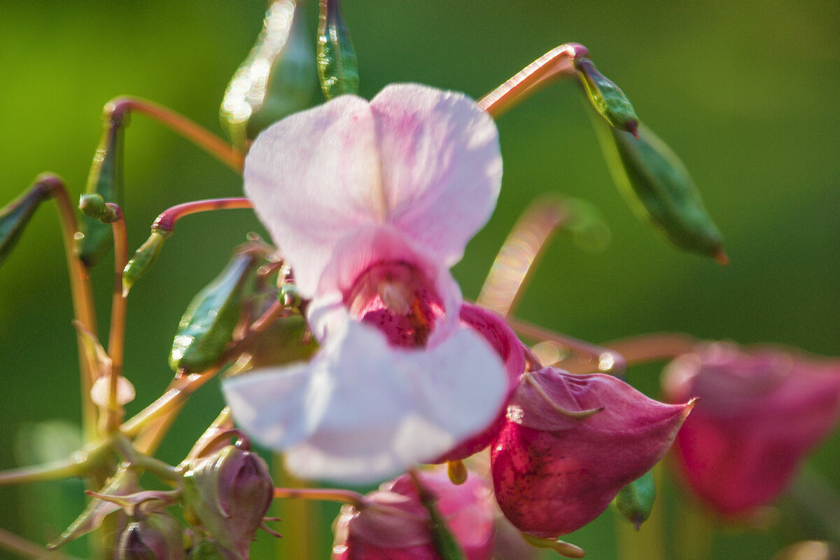 Недотрога железистая - Владимир Кириченко