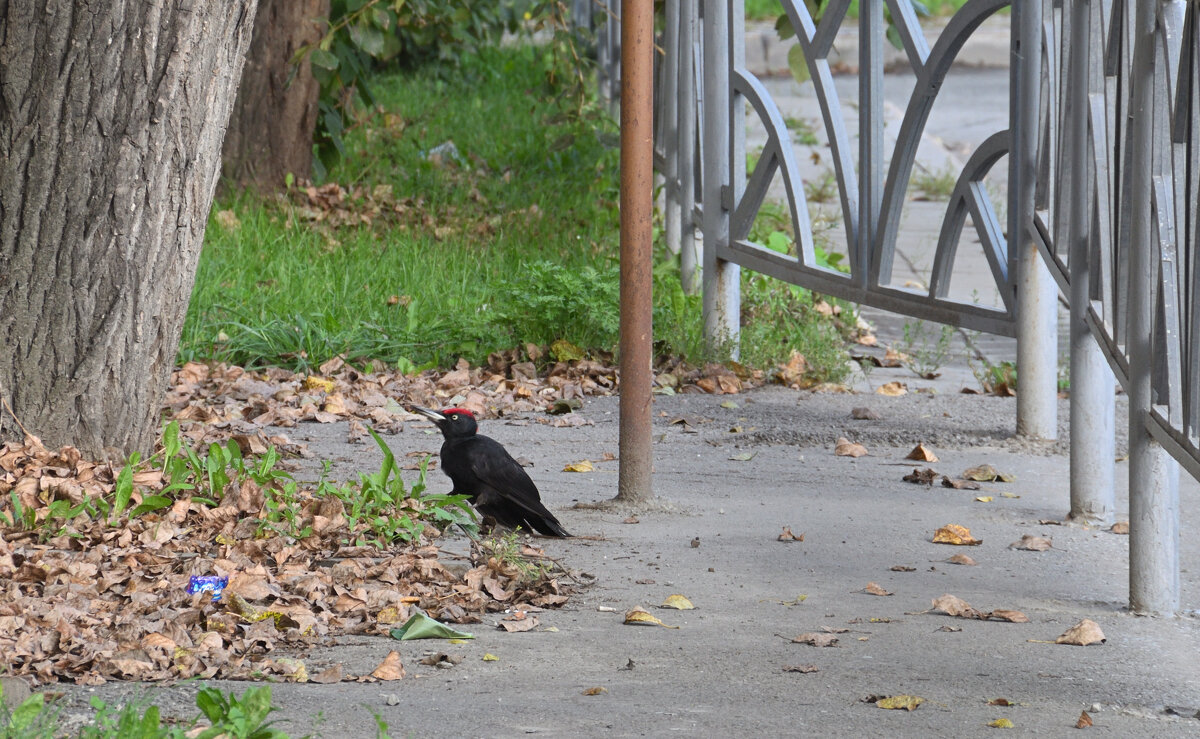*** - Сергей Сергеев