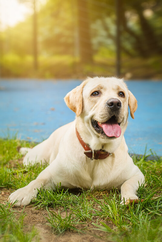 Алькор - Alex Bush