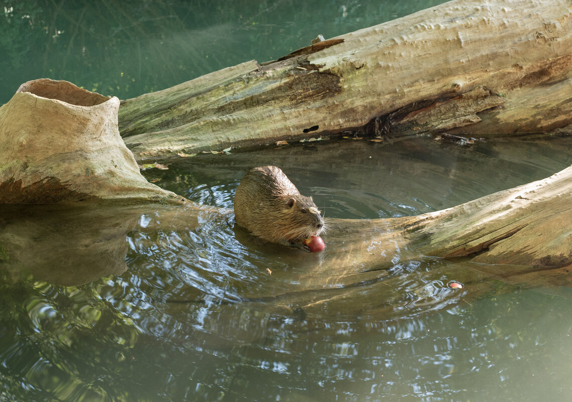 Обед в воде ) - Геннадий Б