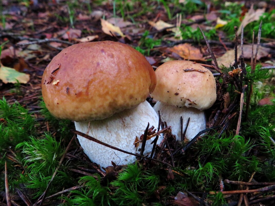 Малыши - Андрей Снегерёв