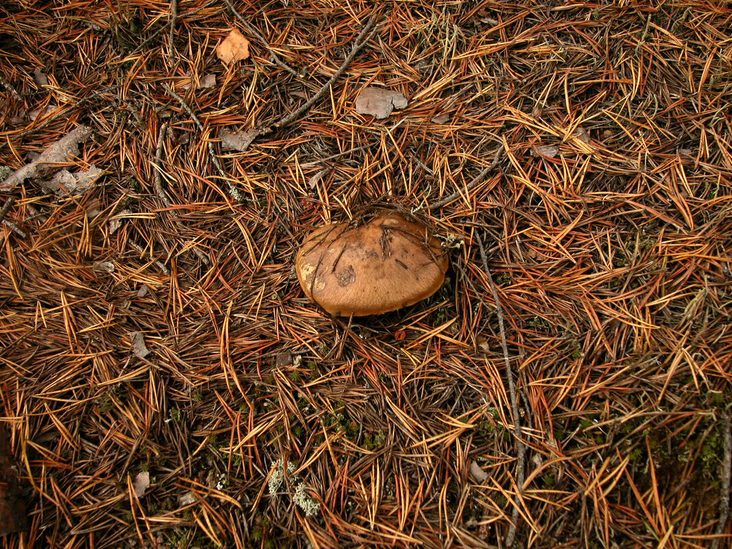 В суете хвоинок... - Наталья Лунева 