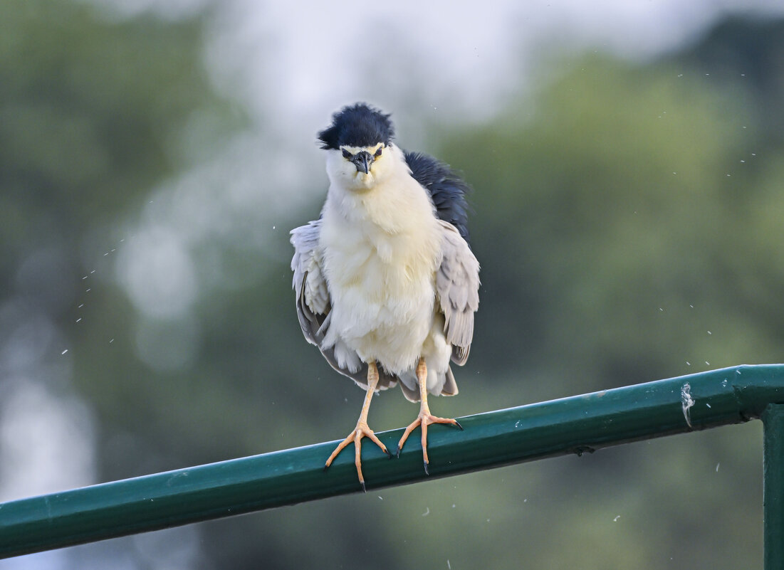 Кваква - Осень 