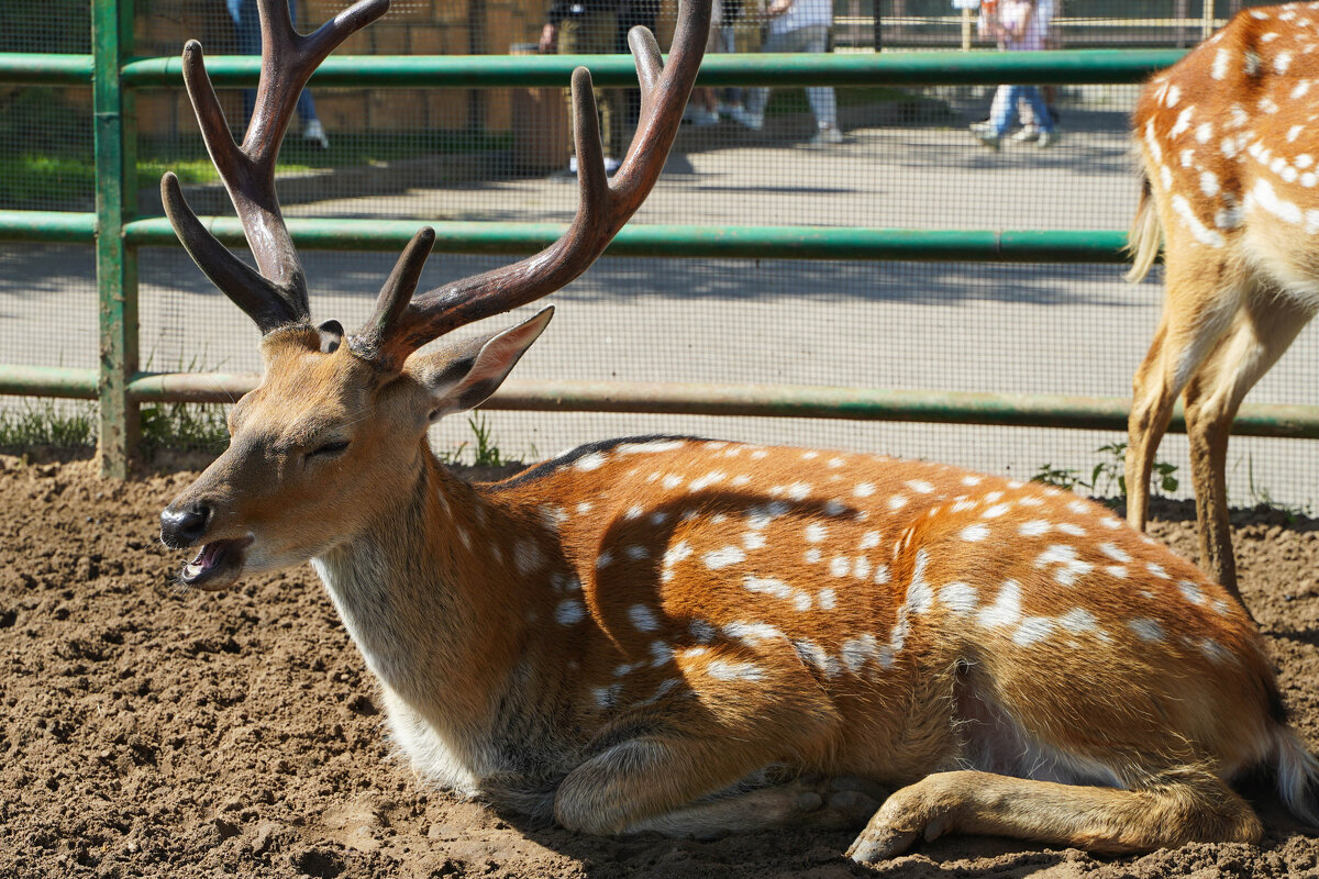 НА_СОЛНЫШКЕ_ПРИЯТНО_ПОЛЕЖАТЬ - Сергей Янович Микк