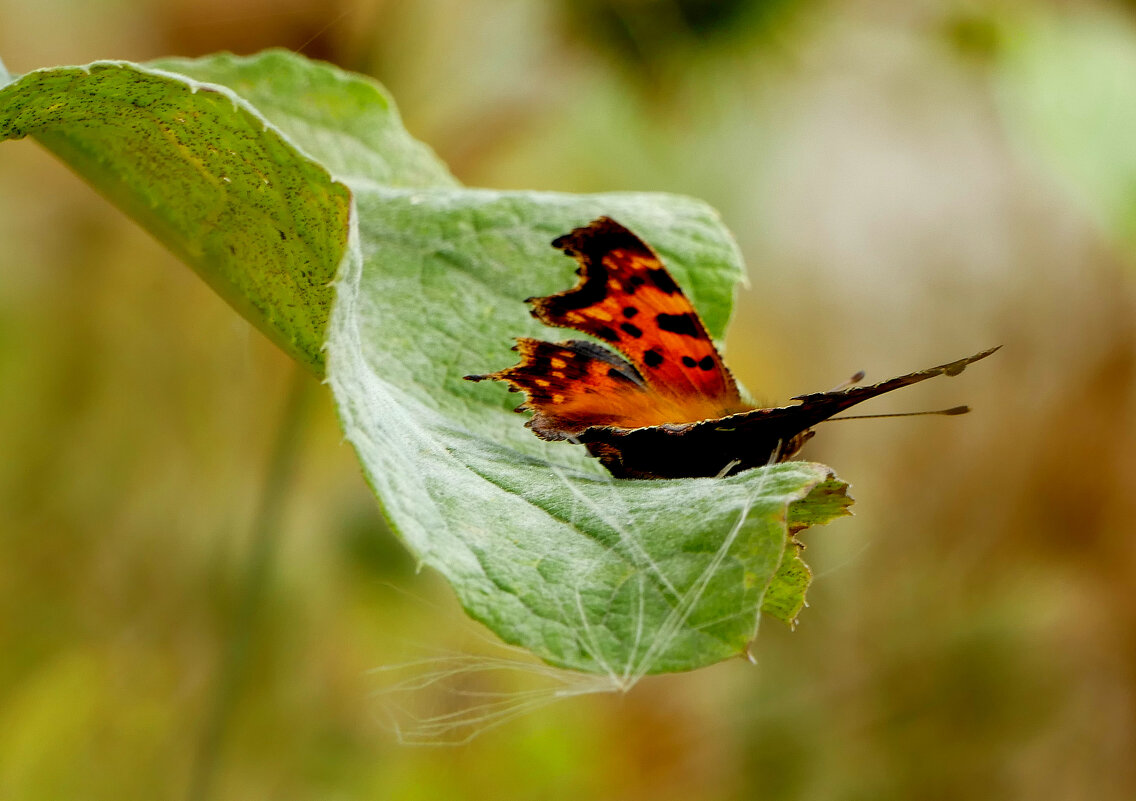 бабочки августа 2 - Александр Прокудин бабочки августа 2 - Александр Прокудин