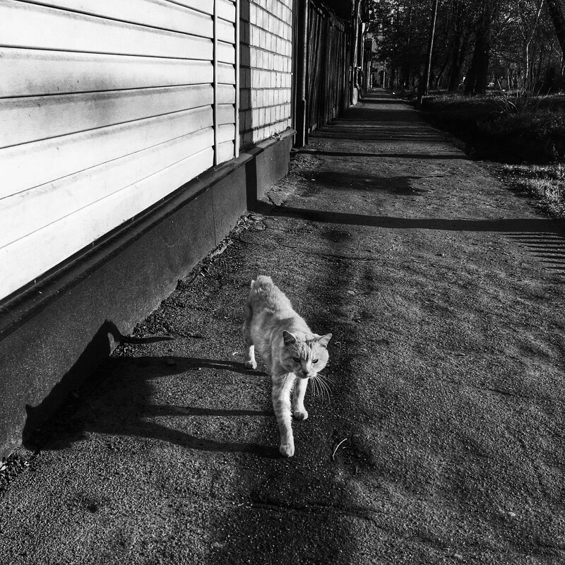 Рыжий - Ирина Курмалеева