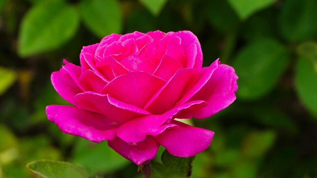 Про розы - Милешкин Владимир Алексеевич Про розы - Милешкин Владимир Алексеевич