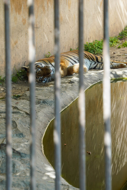 В_ТЕНИ_У_ПУСТОГО_БАССЕЙНА - Сергей Янович Микк
