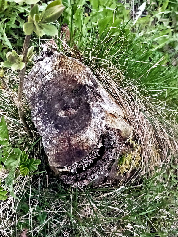 Улыбка пня ) - Veera V