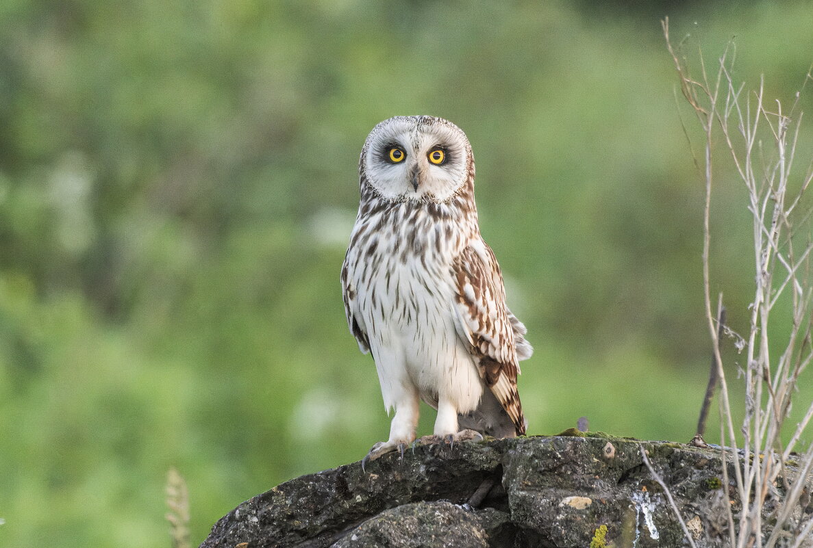 сова болотная- белая. - юрий макаров сова болотная- белая. - юрий макаров
