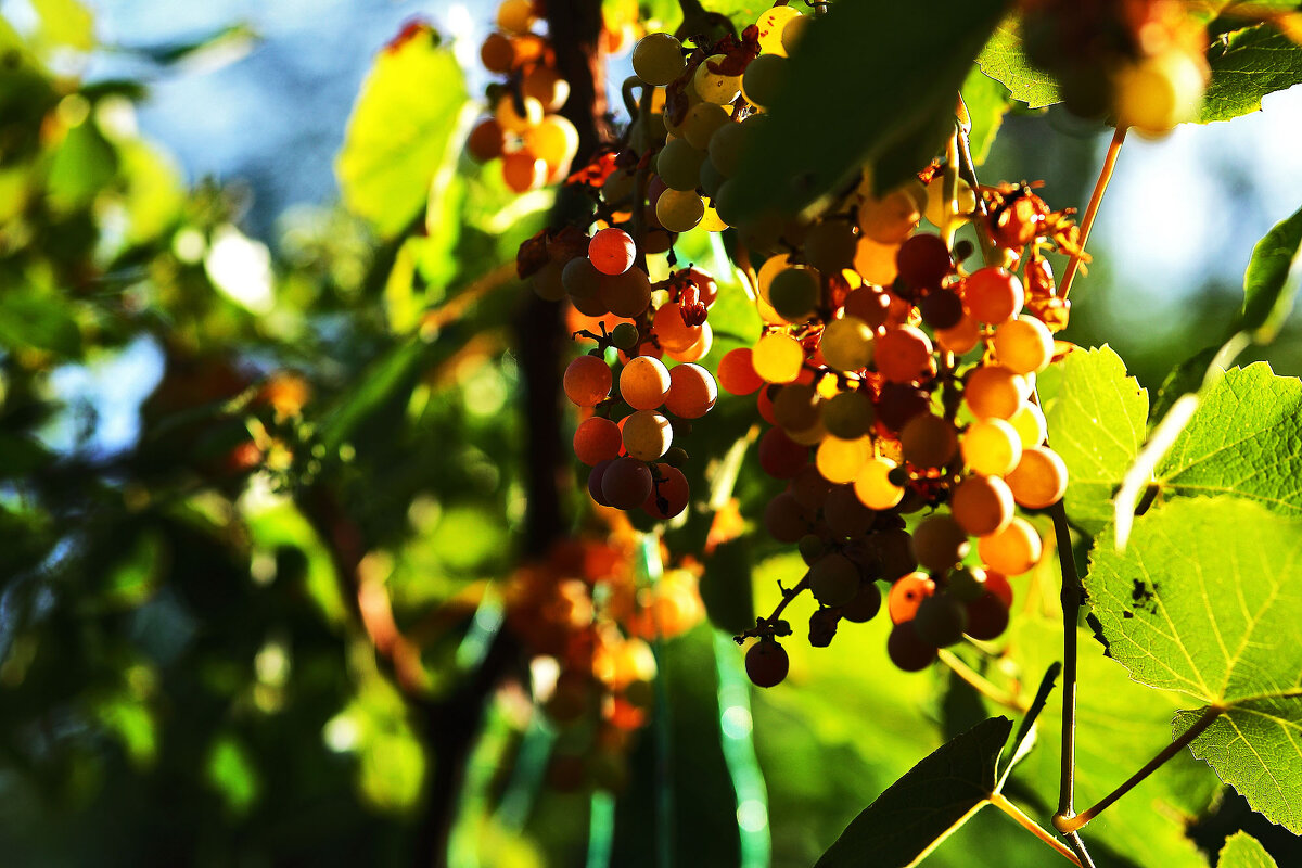Виноград созревает - Юрий Гайворонскiий