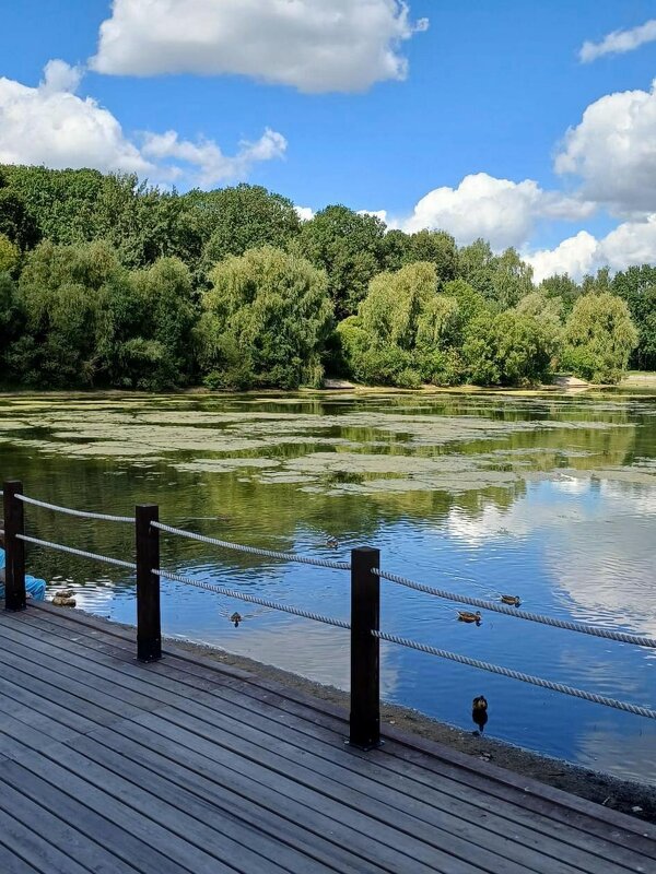 Пруд в Терлецком парке. - Ольга Довженко