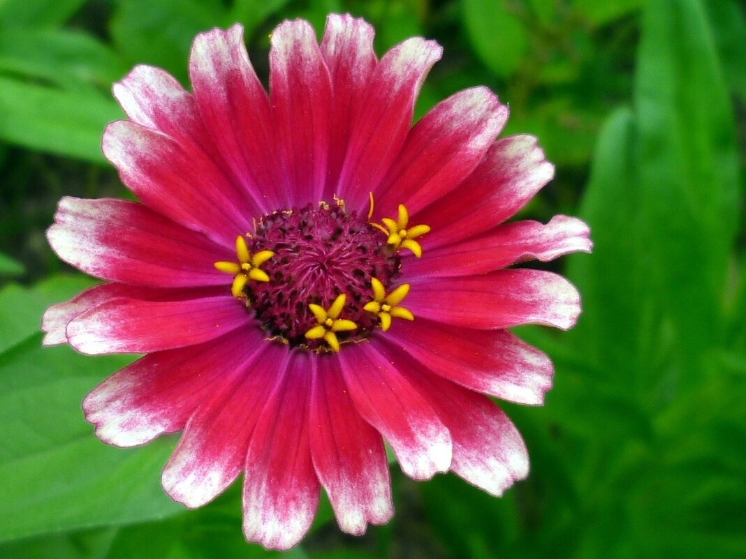 цинния - Наталья 