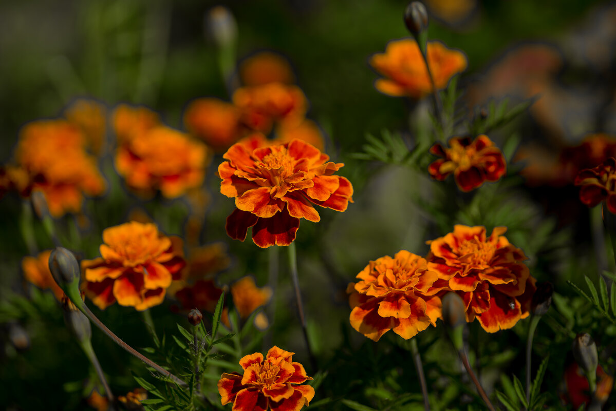 Бархатцы. - Sergey (Apg)