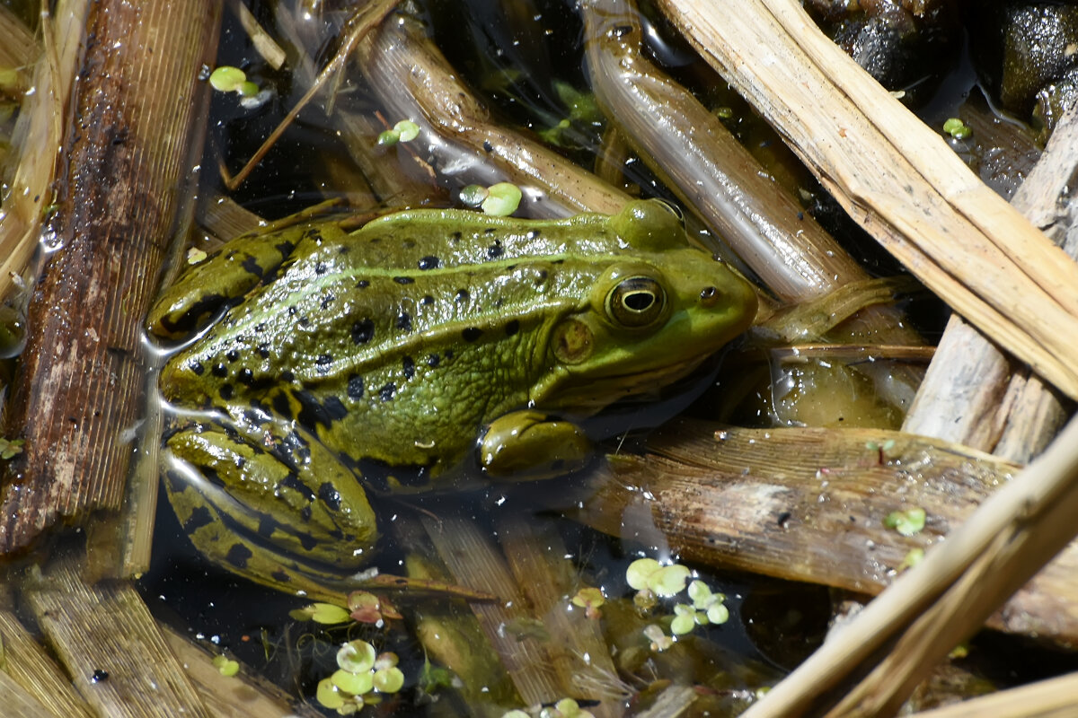 Весна в Ботаническом... Май. - Наташа *****