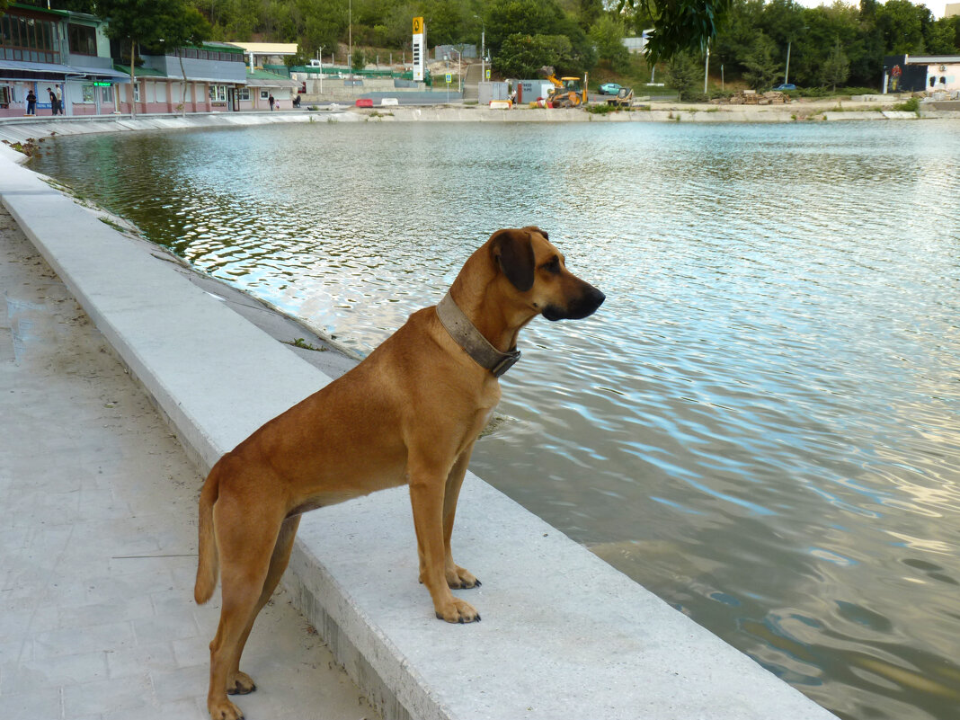 Когда уже они закончат свой ремонт? - Валентин Семчишин
