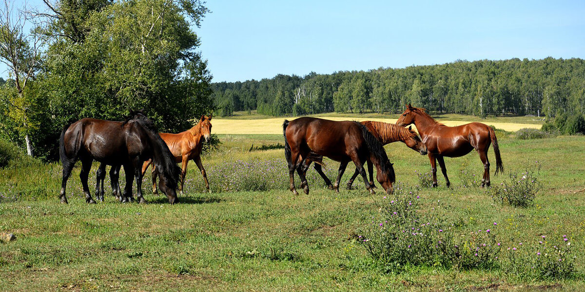 На лугу... - Дмитрий Петренко