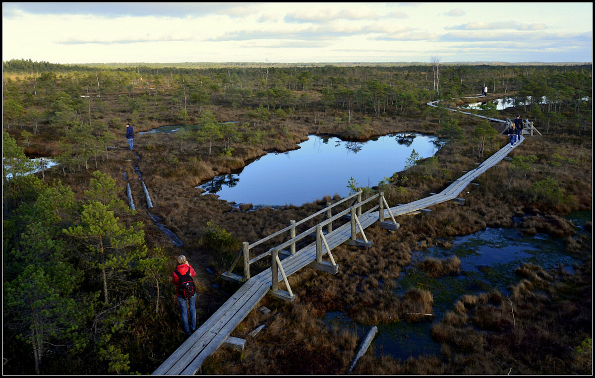 Променад по болоту - Aleksandr Gal