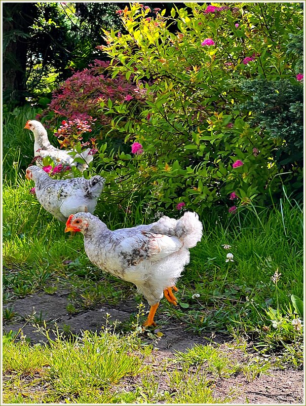 Подросшие цыплята. - Валерия Комова Подросшие цыплята. - Валерия Комова