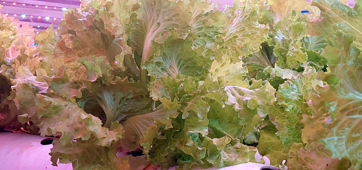 салат - ИРЭН@ .