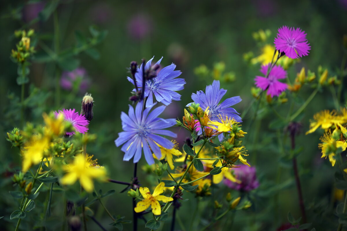 июль в Коломенском - Михаил Бибичков