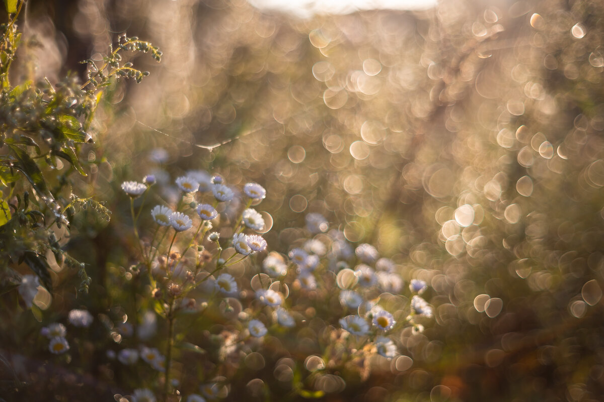 Во время утренней росы - Олег Дорошенко Во время утренней росы - Олег Дорошенко