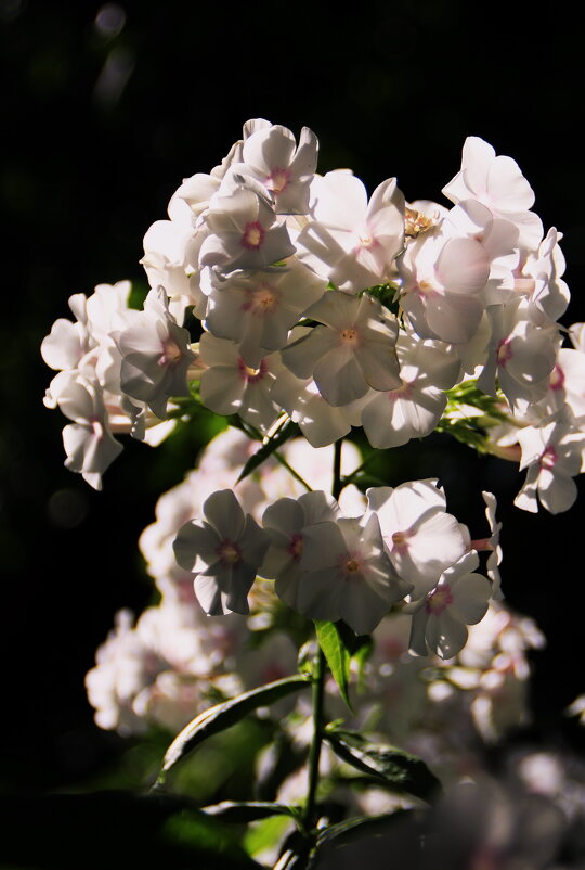 Нежные флоксы .. ღღღ - Татьян@ Ивановна