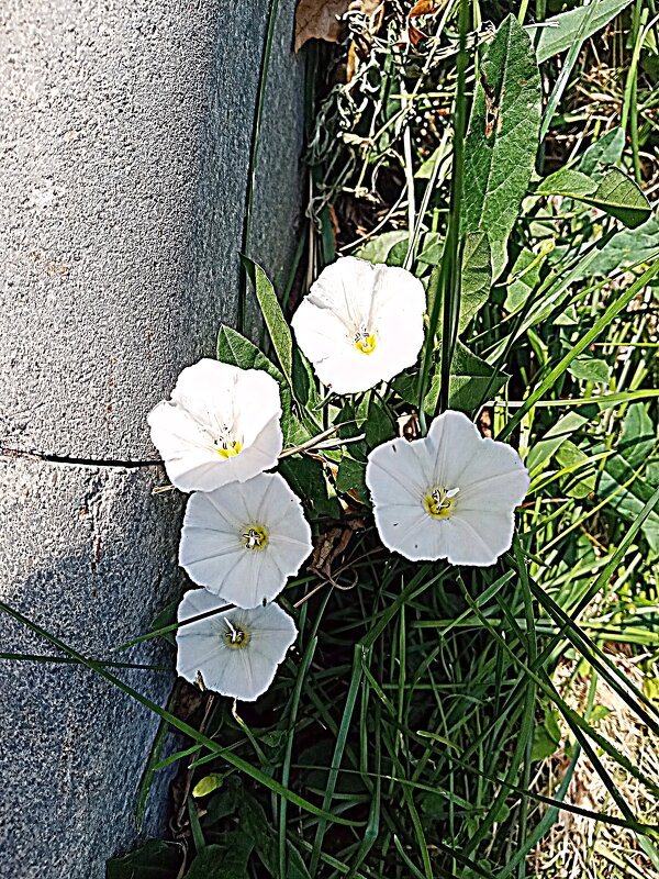 Цветы. - Владимир Драгунский