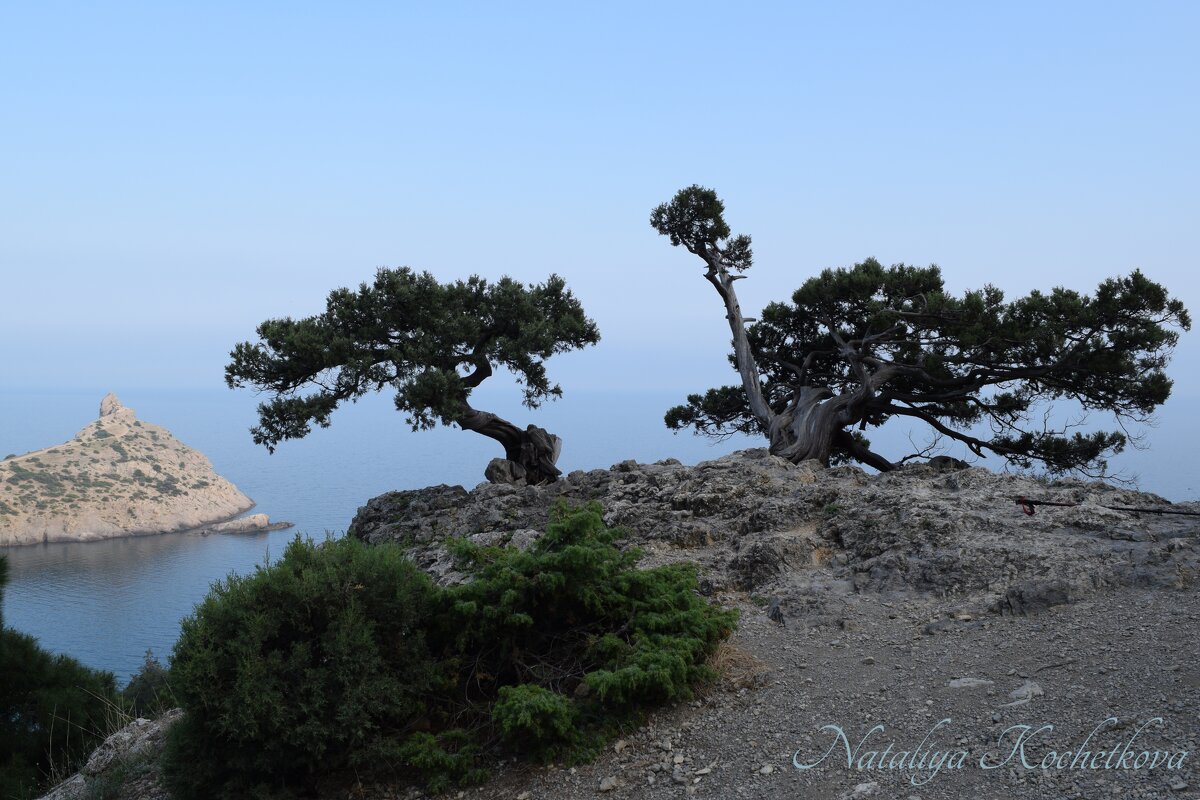 Природа Крыма - Amazing Cosmea