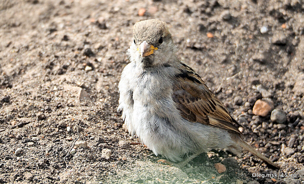 молодой и наглый - Олег Лукьянов
