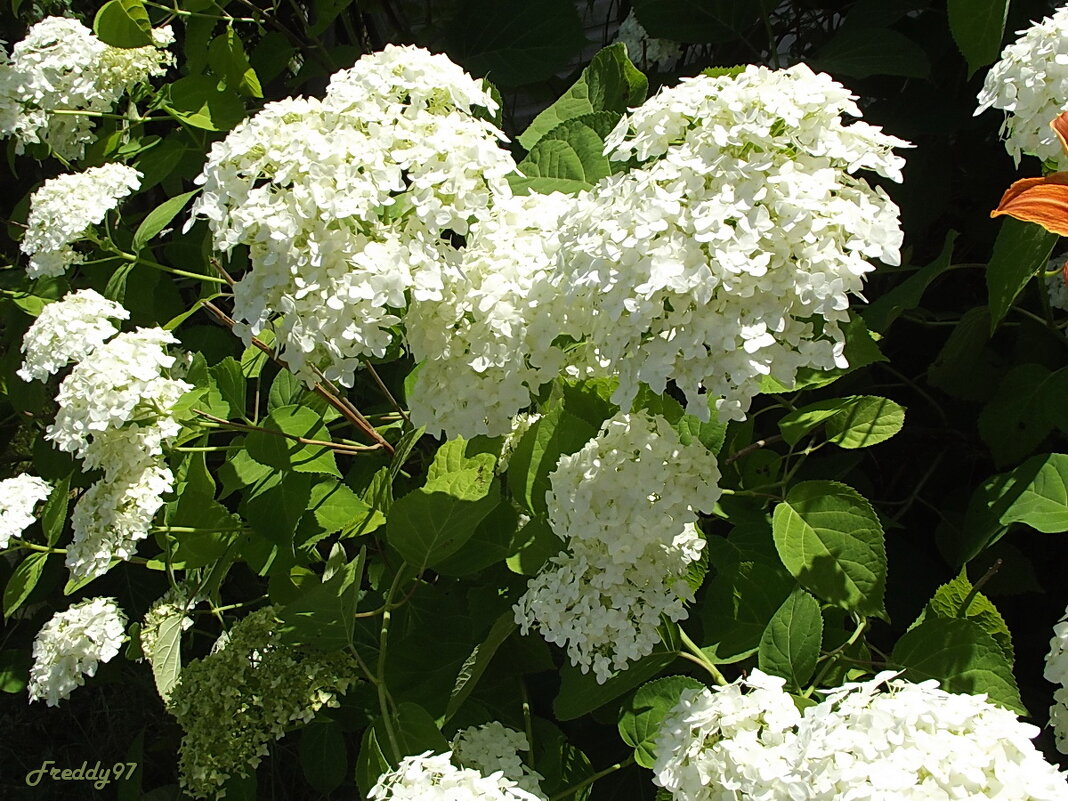 Гортензия - Freddy 97