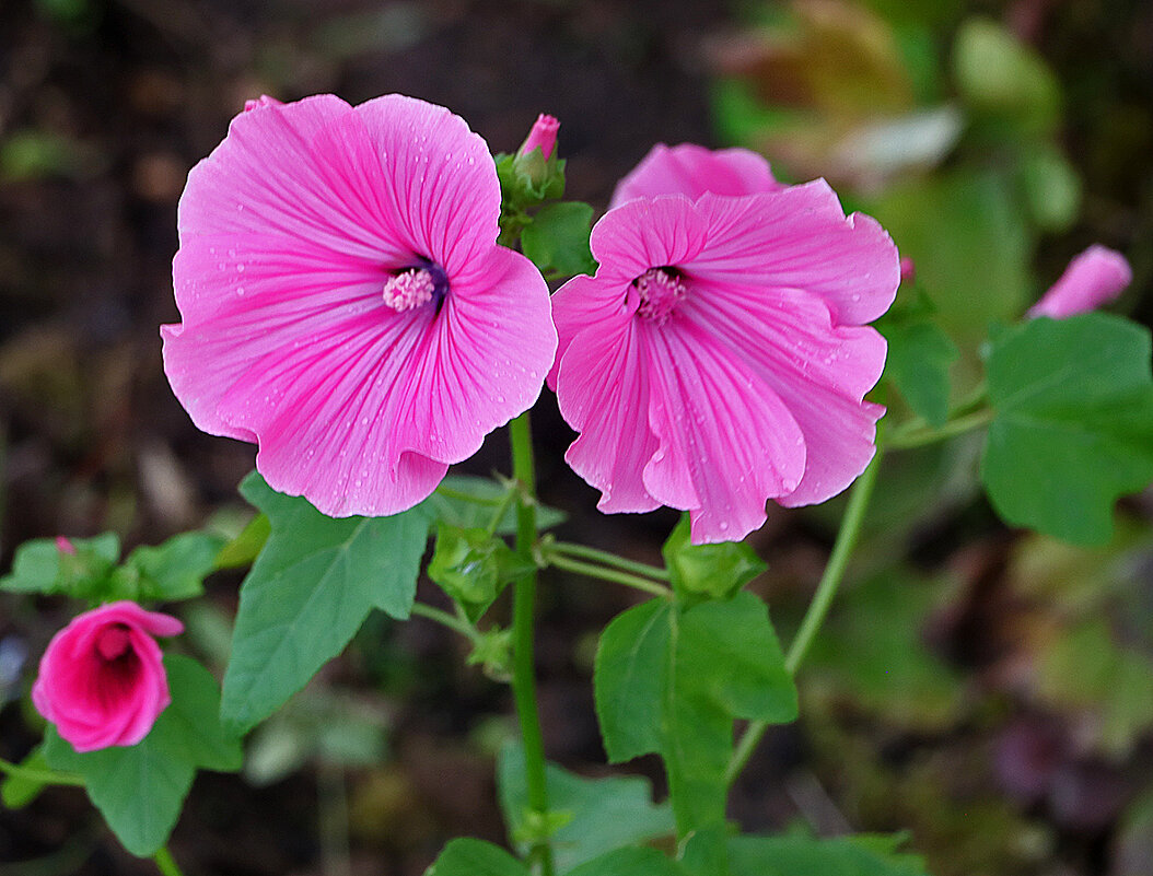 Гламурная парочка - Светлана Гламурная парочка - Светлана