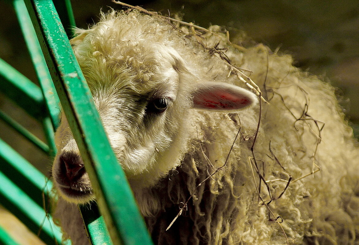 " Сафари парк " г.Геленджик... - Николай Саржанов " Сафари парк " г.Геленджик... - Николай Саржанов
