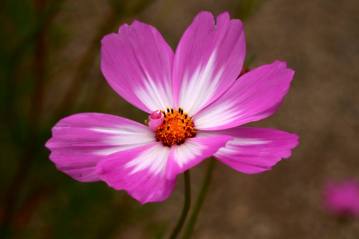 Космея - Юрий. Шмаков